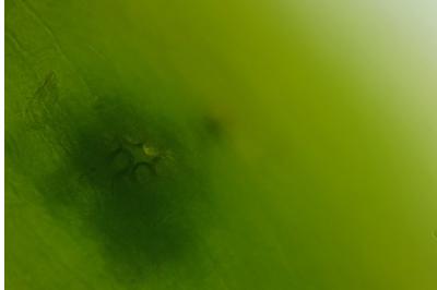 <i>Orthotrichum anomalum</i>