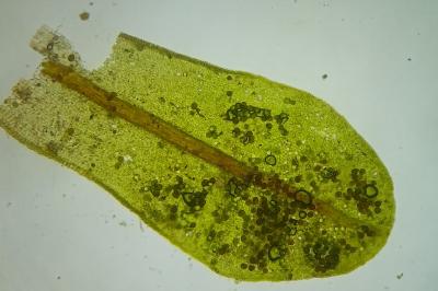 <i>Syntrichia latifolia</i>