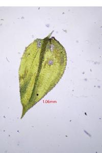 <i>Oxyrrhynchium hians</i>