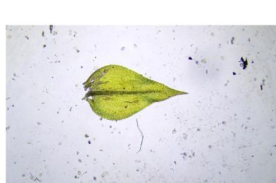<i>Oxyrrhynchium hians</i>