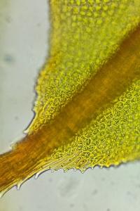<i>Syntrichia ruraliformis</i>