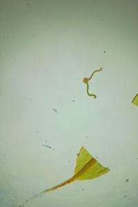 <i>Syntrichia ruraliformis</i>
