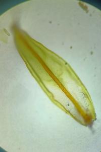 <i>Syntrichia ruraliformis</i>
