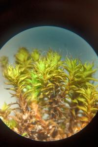 <i>Syntrichia ruraliformis</i>