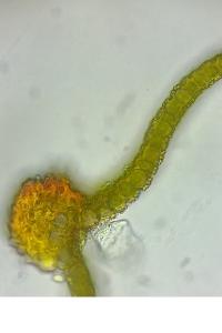 <i>Syntrichia ruraliformis</i>