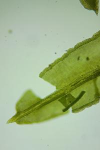 <i>Dialytrichia saxicola</i>