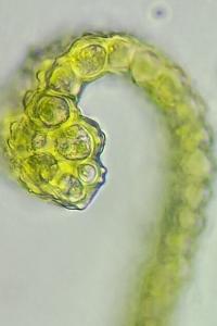 <i>Dialytrichia saxicola</i>