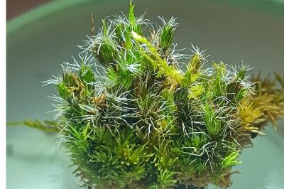 <i>Campylopus introflexus</i>
