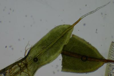 <i>Syntrichia laevipila</i>