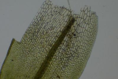 <i>Syntrichia laevipila</i>