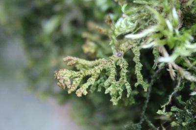 <i>Porella platyphylla</i>