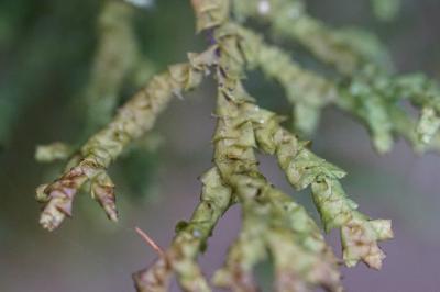 <i>Porella platyphylla</i>