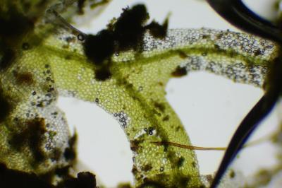 <i>Metzgeria furcata</i>