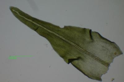 <i>Anomodon viticulosus</i>