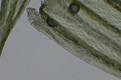 <i>Homalothecium sericeum</i>