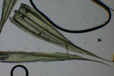 <i>Homalothecium sericeum</i>