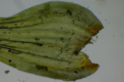 <i>Leucodon sciuroides</i>