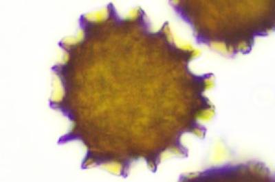 <i>Fossombronia pusilla</i>