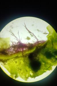 <i>Fossombronia pusilla</i>