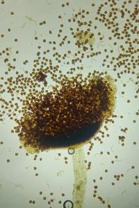 <i>Fossombronia pusilla</i>