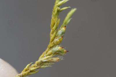 <i>Cryphaea heteromalla</i>