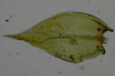 <i>Cryphaea heteromalla</i>