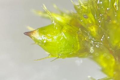 <i>Cryphaea heteromalla</i>