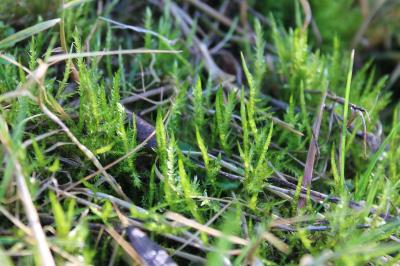<i>Calliergonella cuspidata</i>