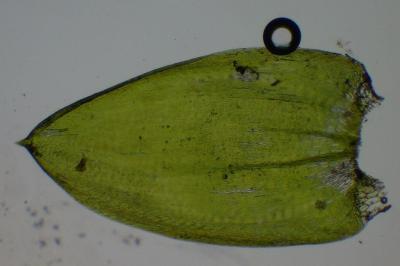 <i>Calliergonella cuspidata</i>