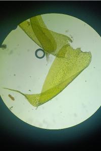<i>Herzogiella seligeri</i>