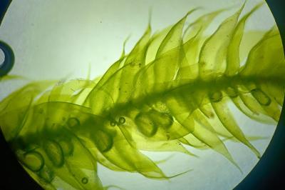<i>Herzogiella seligeri</i>