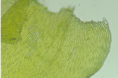 <i>Herzogiella seligeri</i>