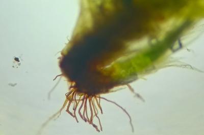 <i>Herzogiella seligeri</i>