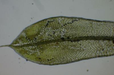 <i>Ptychostomum capillare</i>