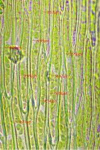 <i>Herzogiella seligeri</i>