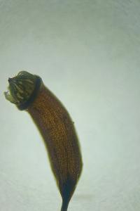 <i>Herzogiella seligeri</i>