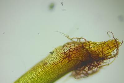 <i>Campylopus flexuosus</i>