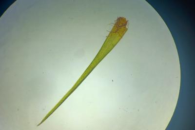 <i>Campylopus flexuosus</i>