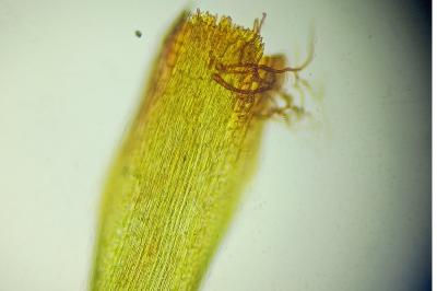 <i>Campylopus flexuosus</i>