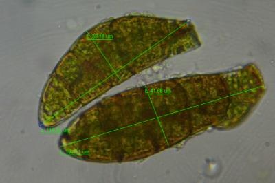 <i>Zygodon viridissimus</i>