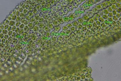 <i>Zygodon viridissimus</i>