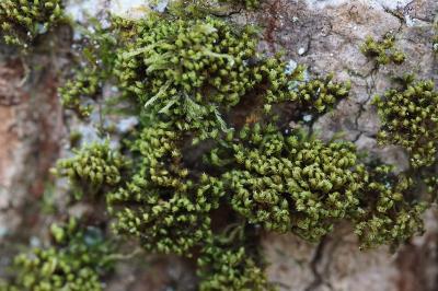 <i>Zygodon viridissimus</i>