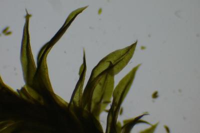<i>Zygodon viridissimus</i>