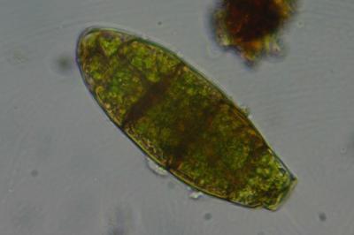 <i>Zygodon viridissimus</i>