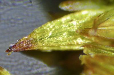 <i>Lewinskya affinis</i>
