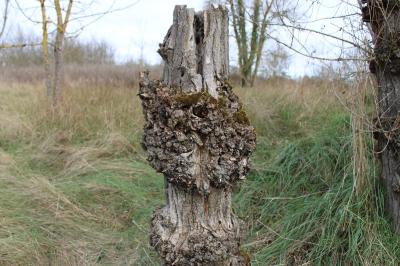 <i>Lewinskya affinis</i>