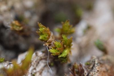 <i>Lewinskya affinis</i>
