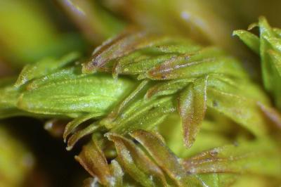 <i>Lewinskya affinis</i>