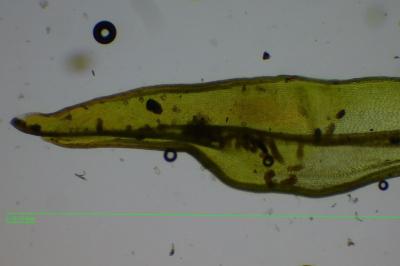 <i>Lewinskya affinis</i>