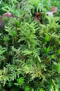 <i>Thuidium tamariscinum</i>